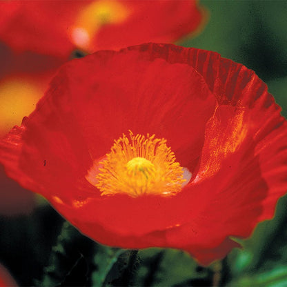 Iceland Poppy Seeds