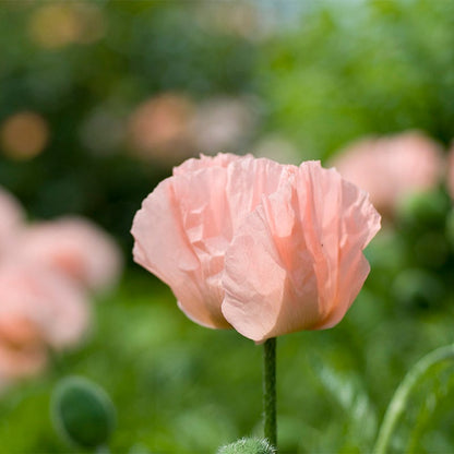 Coral Reef Oriental Poppy