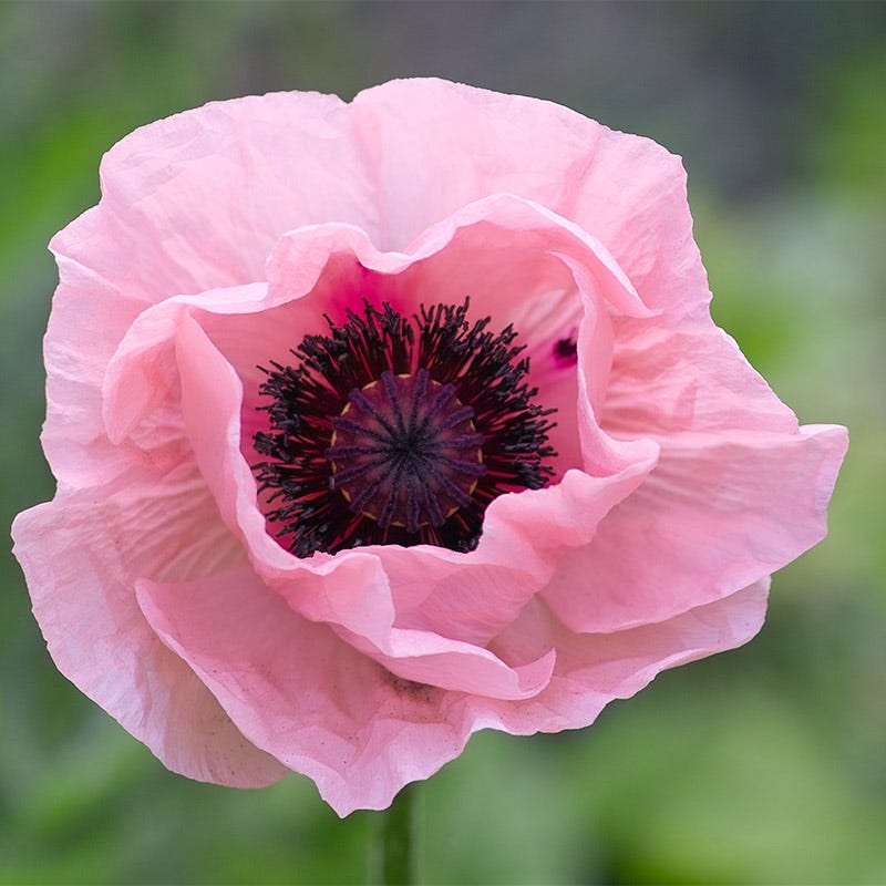 Coral Reef Oriental Poppy