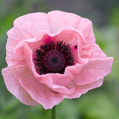 Coral Reef Oriental Poppy
