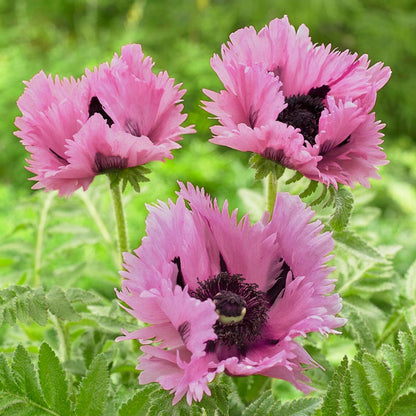Censation™ Pink Perfection Oriental Poppy
