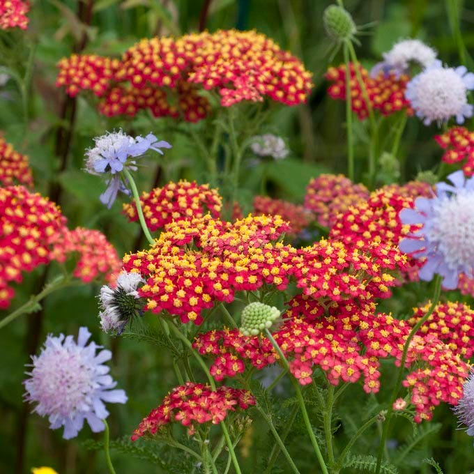 Paprika Yarrow