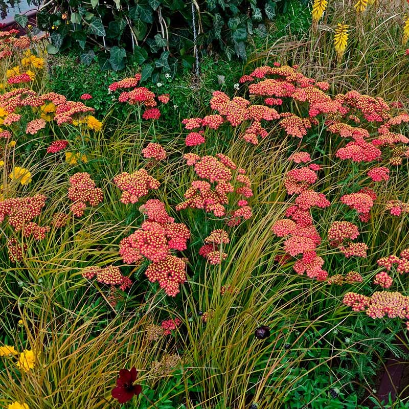 Paprika Yarrow