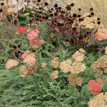 Paprika Yarrow