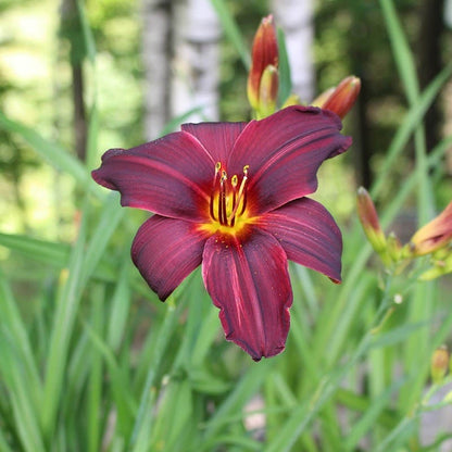 Low Maintenance Daylily Collection