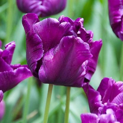 Victorias Secret® Parrot Tulip