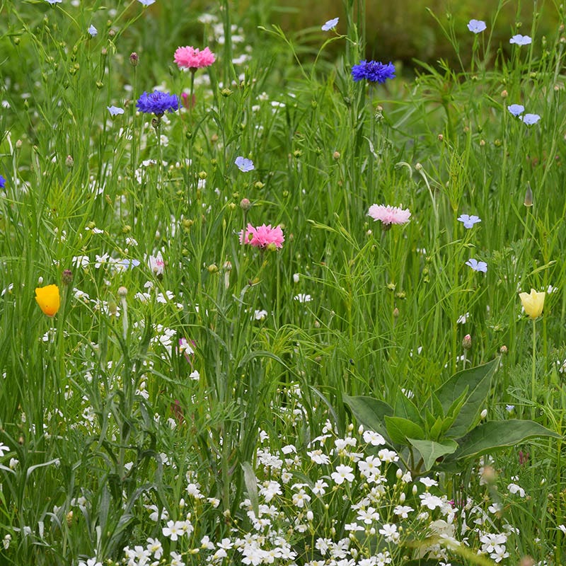 Partial Shade Wildflower Seed Mix