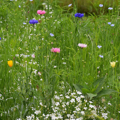 Partial Shade Wildflower Seed Mix