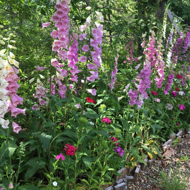 Partial Shade Wildflower Seed Mix