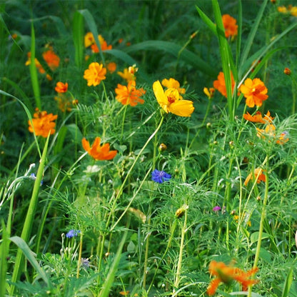 Partial Shade Wildflower Seed Mix