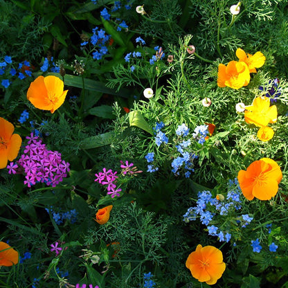 wildflower seed for shady areas Partial Shade Wildflower Seed Mix