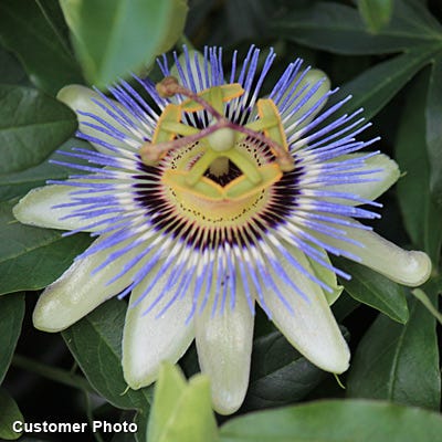 Blue Passion Flower Vine
