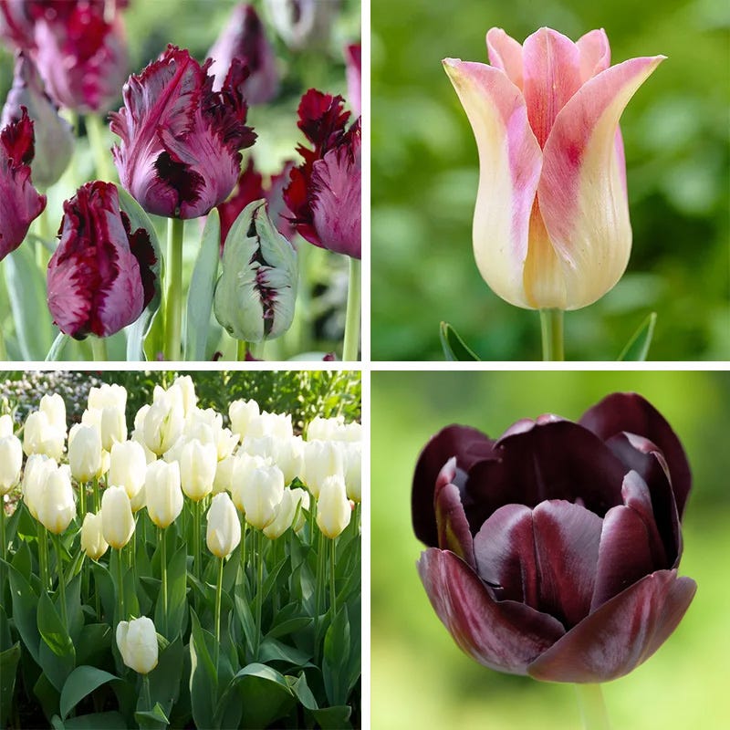 Passion Tulip Flower Bulb Collection