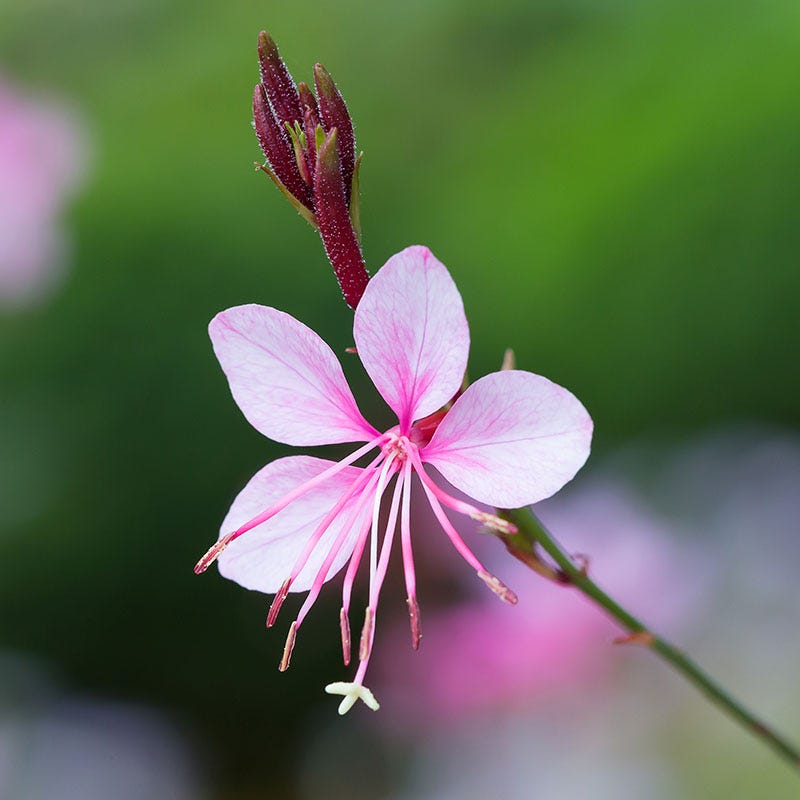 Passionate Rainbow Gaura