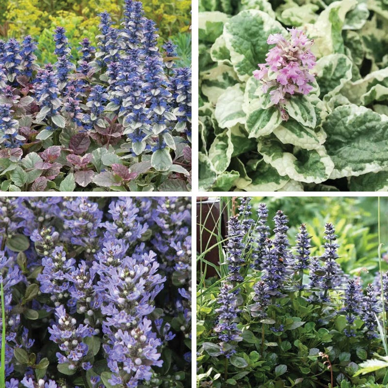 Patchwork Ajuga Low Grow Collection