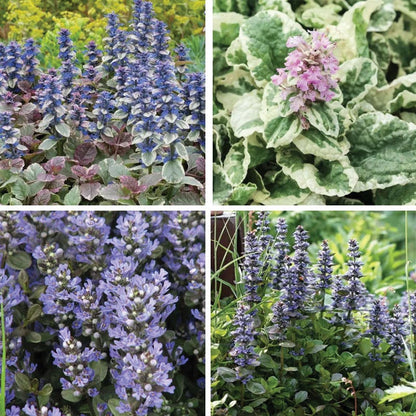 Patchwork Ajuga Low Grow Collection