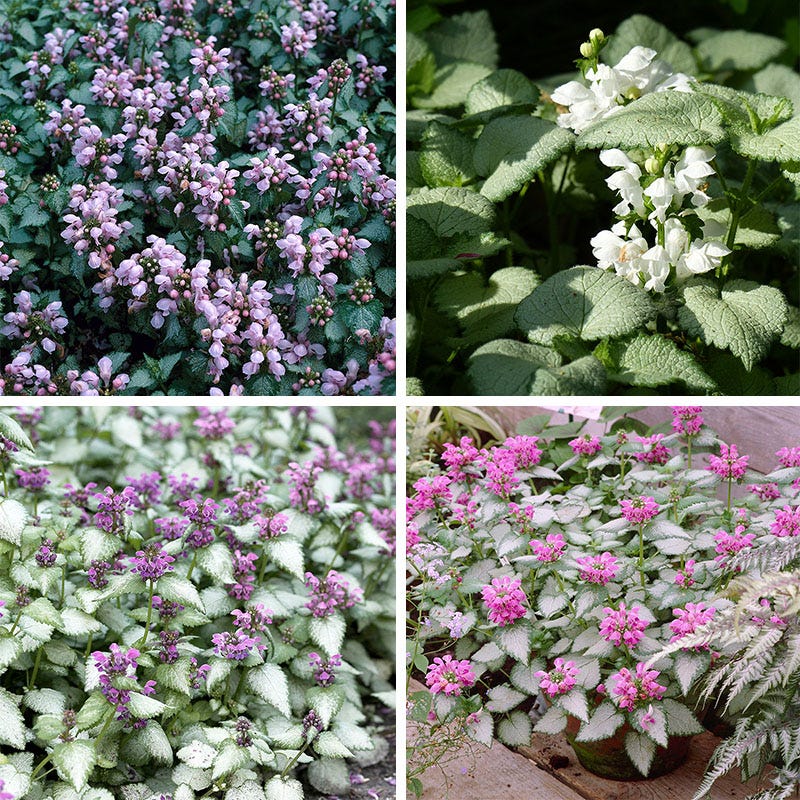 Patchwork Low Grow Lamium Collection