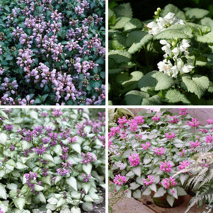 Patchwork Low Grow Lamium Collection