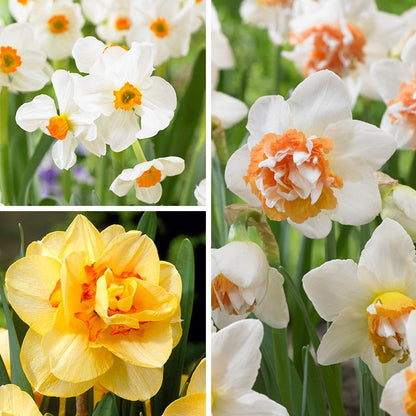 Peach Bellini Daffodil Bulb Collection