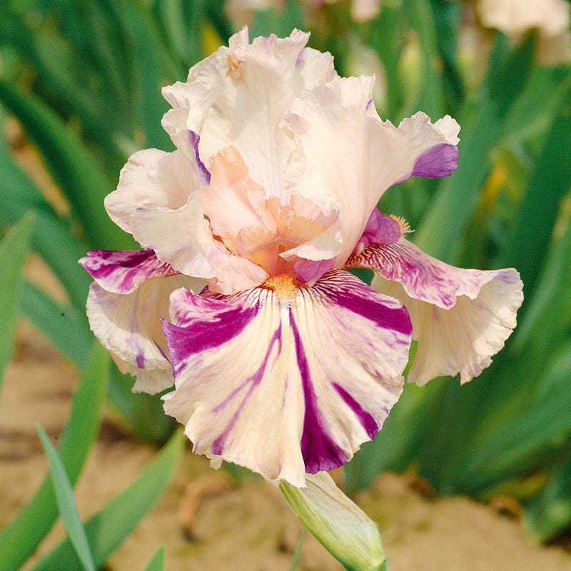 Peach Jam Reblooming Bearded Iris