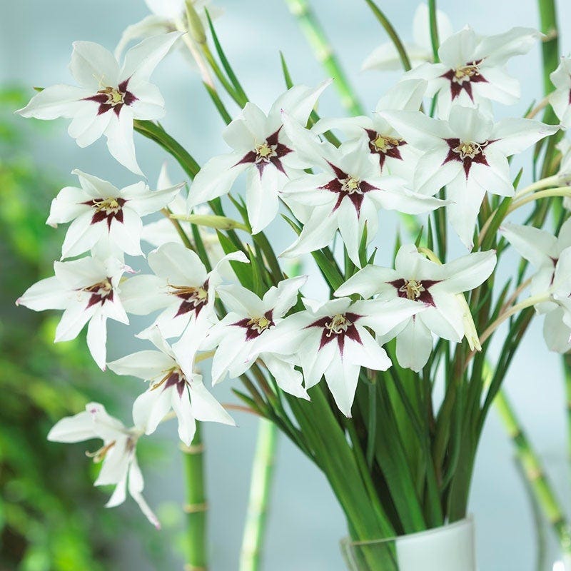 planting peacock orchid bulbs in pots Peacock Orchid, Gladiolus murielae