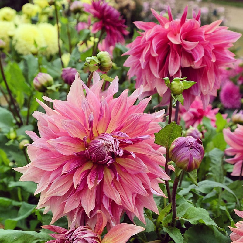 Penhill Dark Monarch Dinner Plate Dahlia
