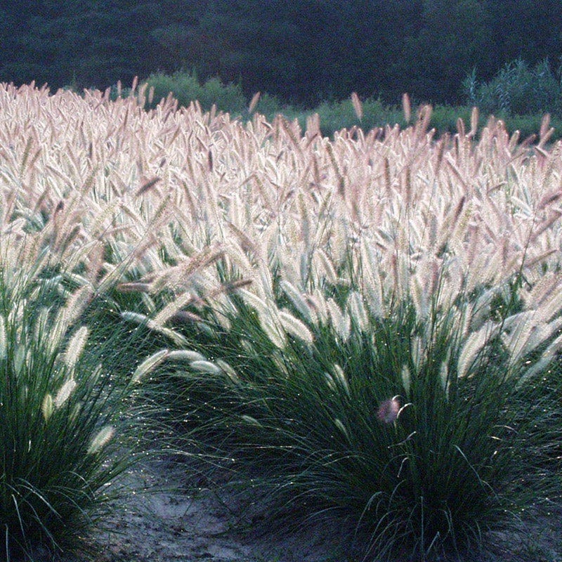 Foxtrot Fountain Grass