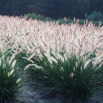 Foxtrot Fountain Grass