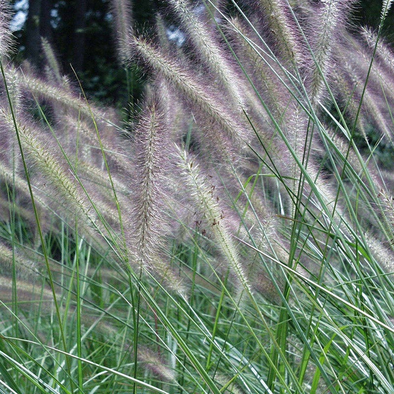 Foxtrot Fountain Grass