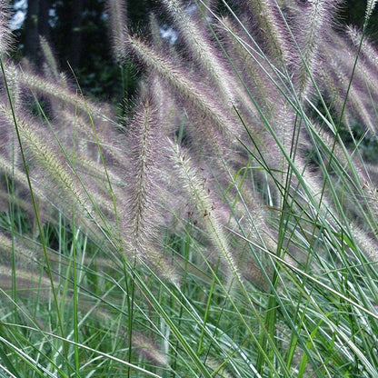 Foxtrot Fountain Grass