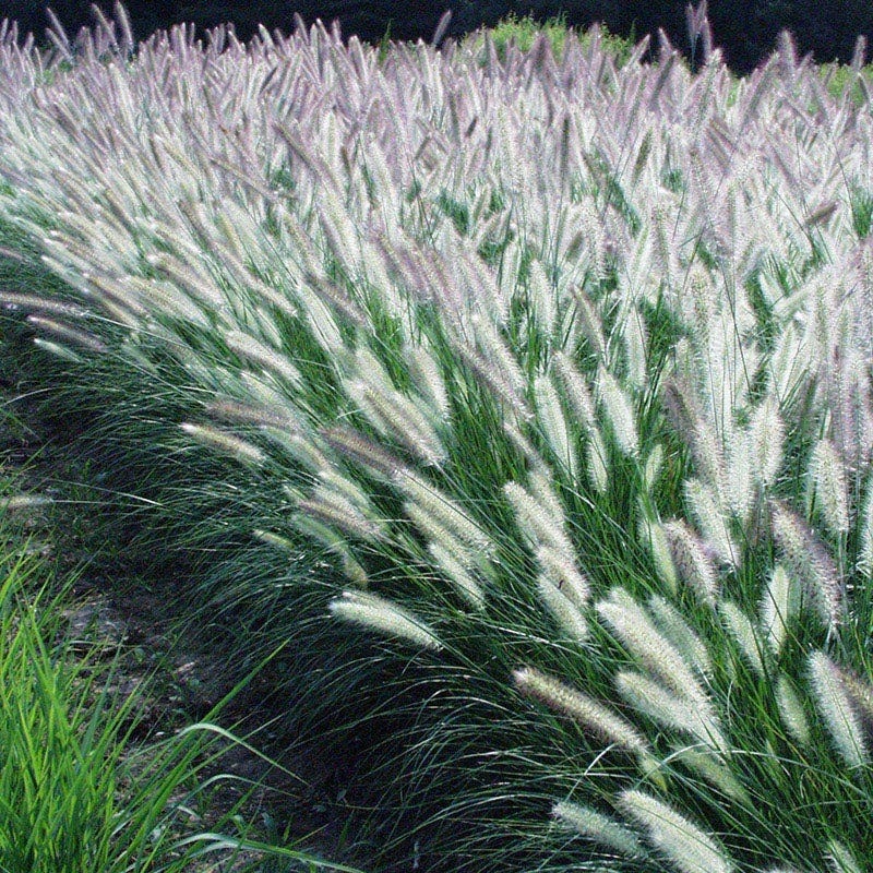 Foxtrot Fountain Grass