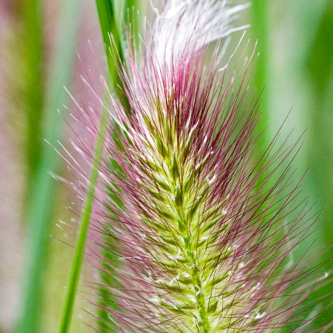 fountain grass plants Red Head Fountain Grass