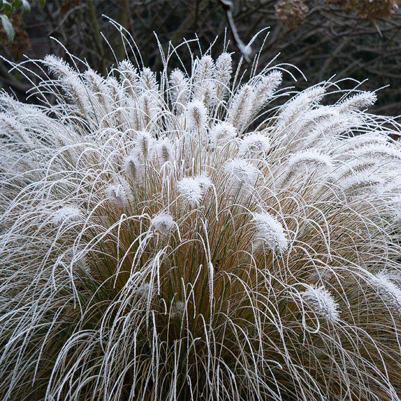Hameln Fountain Grass