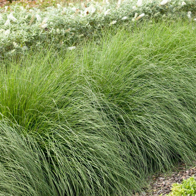 Hameln Fountain Grass - Thumbnail 3