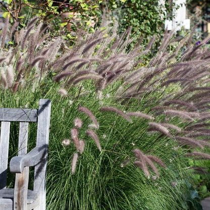 Red Head Fountain Grass