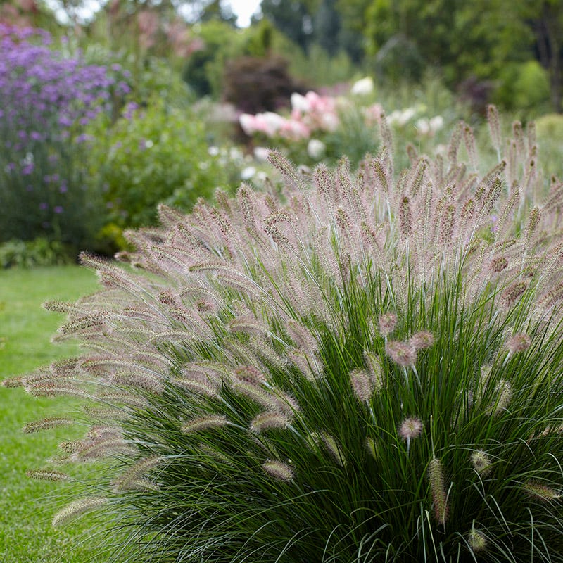 Hameln Fountain Grass Pennisetum American Meadows hameln-fountain-grass-pennisetum-american-meadows