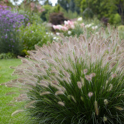 Hameln Fountain Grass