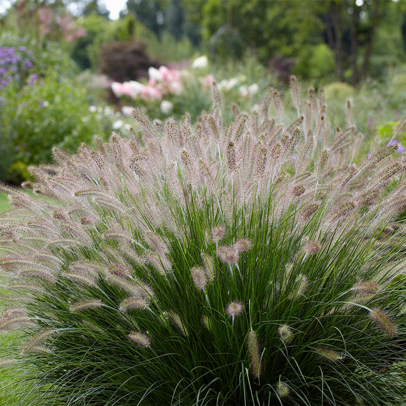 Curb Appeal Ornamental Grass Collection