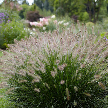 Curb Appeal Ornamental Grass Collection