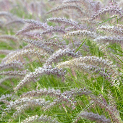 Karley Rose Fountain Grass
