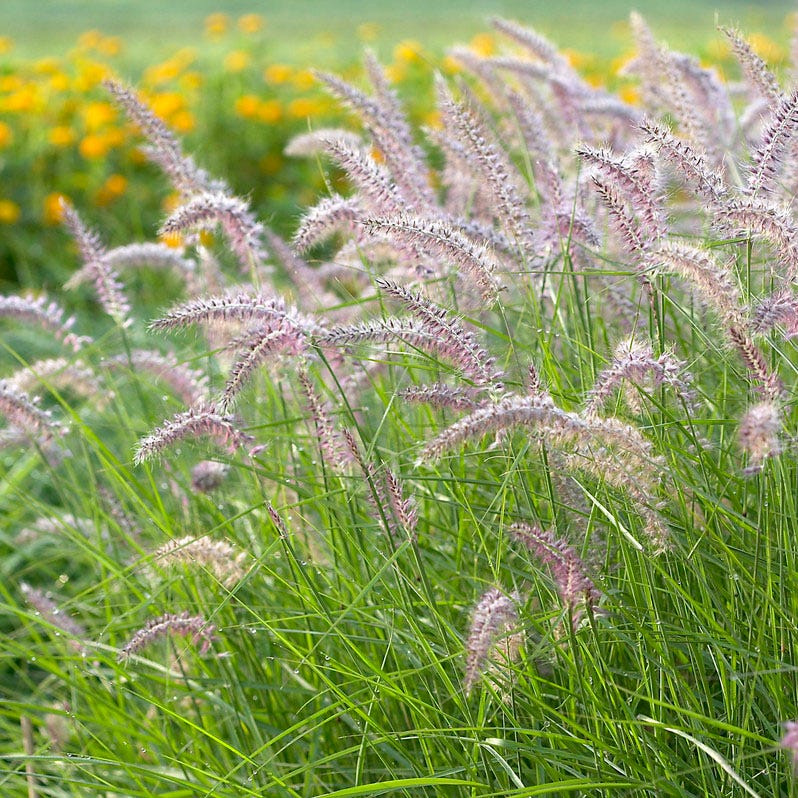 Carefree Ornamental Grass Pre-Planned Garden