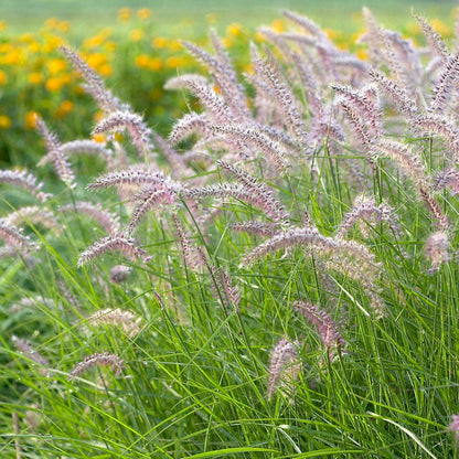Carefree Ornamental Grass Pre-Planned Garden