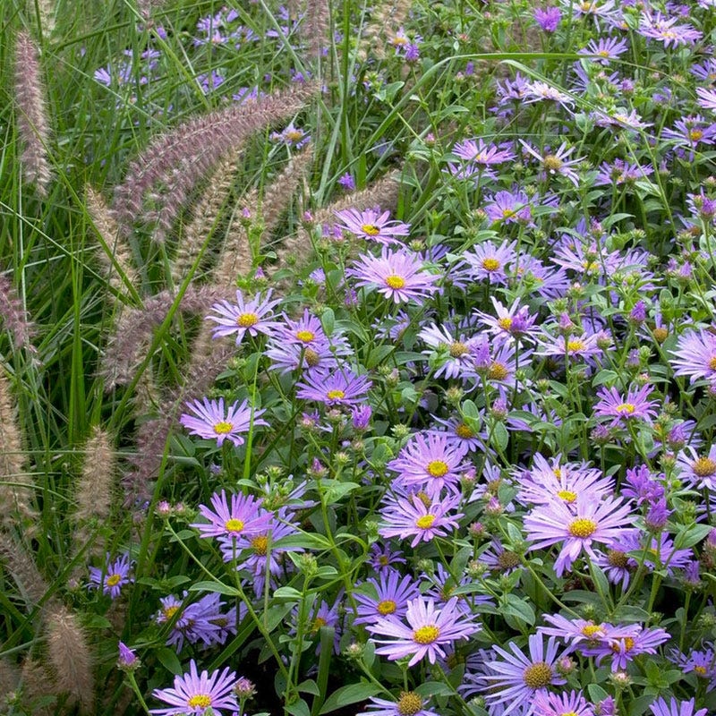 Karley Rose Fountain Grass