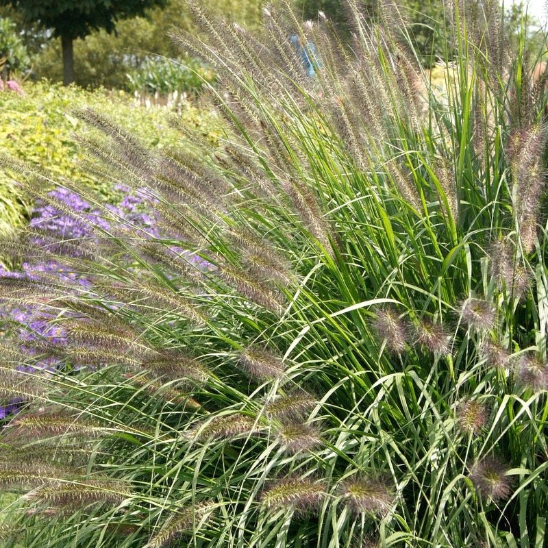 Red Head Fountain Grass