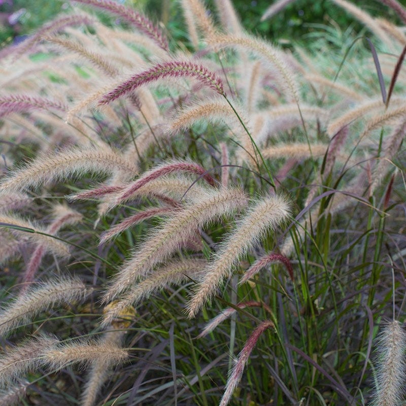 Purple Fountain Grass
