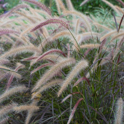 Purple Fountain Grass