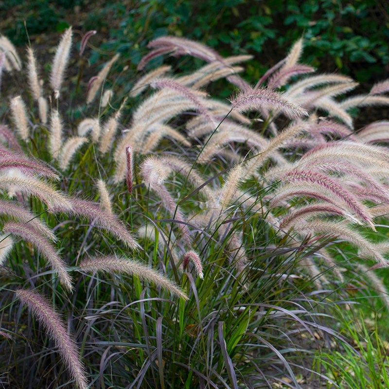Purple Fountain Grass