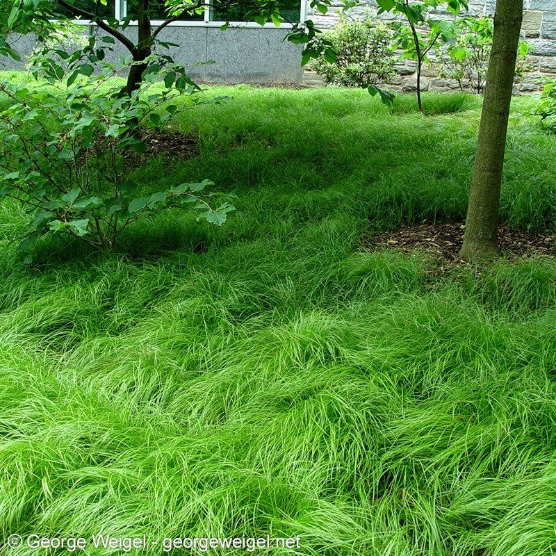 planting grass seed in pennsylvania Pennsylvania Sedge Grass, Carex