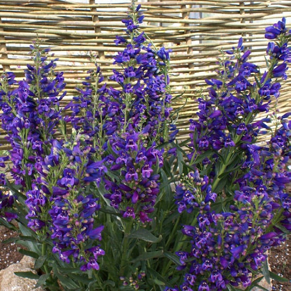 Delfts Blue Riding Hood Penstemon