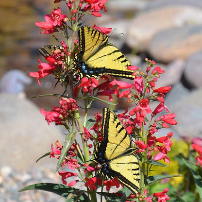 Red Riding Hood Penstemon